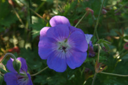 Geranium 'Gerwat' syn. Geranium 'Rozanne' bestellen